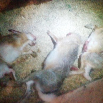 История охоты на зайца в Астрахани. База Донгар